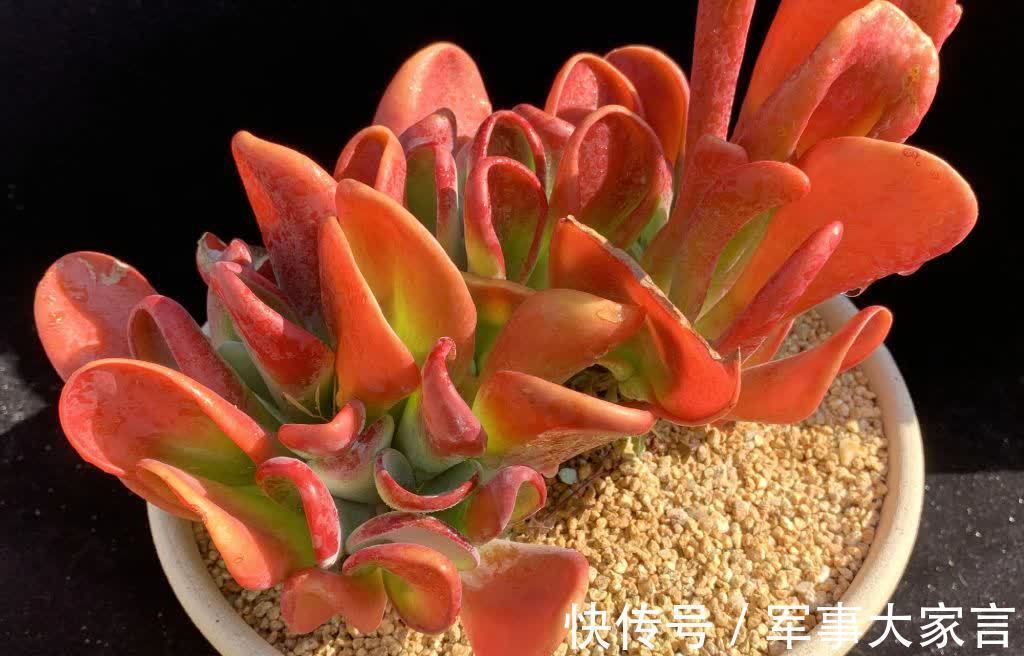 集两种多肉的特色于一身,多肉火狐狸走红,并非偶然