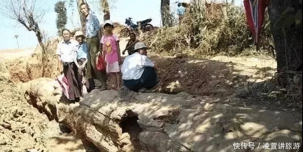 树化玉|亿万年前的宝贝,形似冰种翡翠,估值数百亿