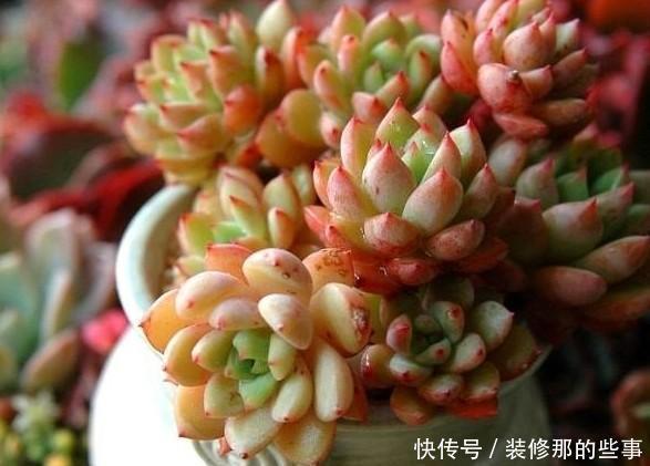 根系腐烂|快速解决栀子花、绿萝、吊兰、发财树烂根黄叶难题?1招搞定