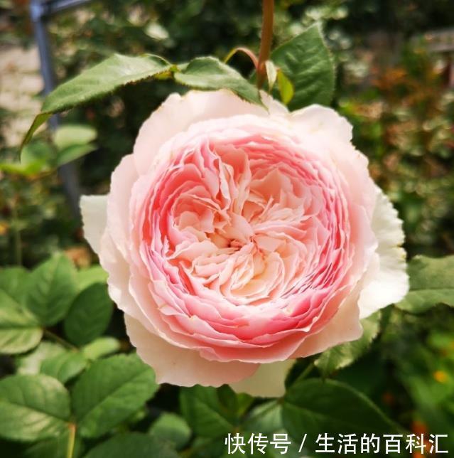 肥害|月季花难养,问题不断吗教您2招,找准问题原因!