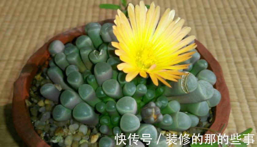 多肉长花箭算不算正常,该怎么处理?