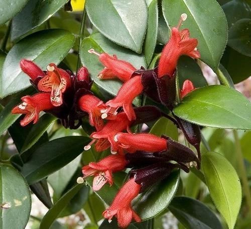 像唇膏一般的口红吊兰盆栽,养在灯光下也能正常开花