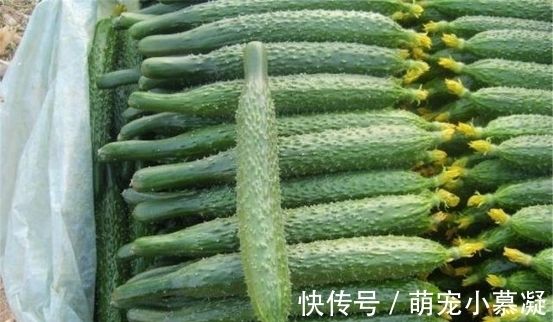 催熟|卖了20年菜的三婶透露:这4种常见的激素蔬菜要牢记,别买错了