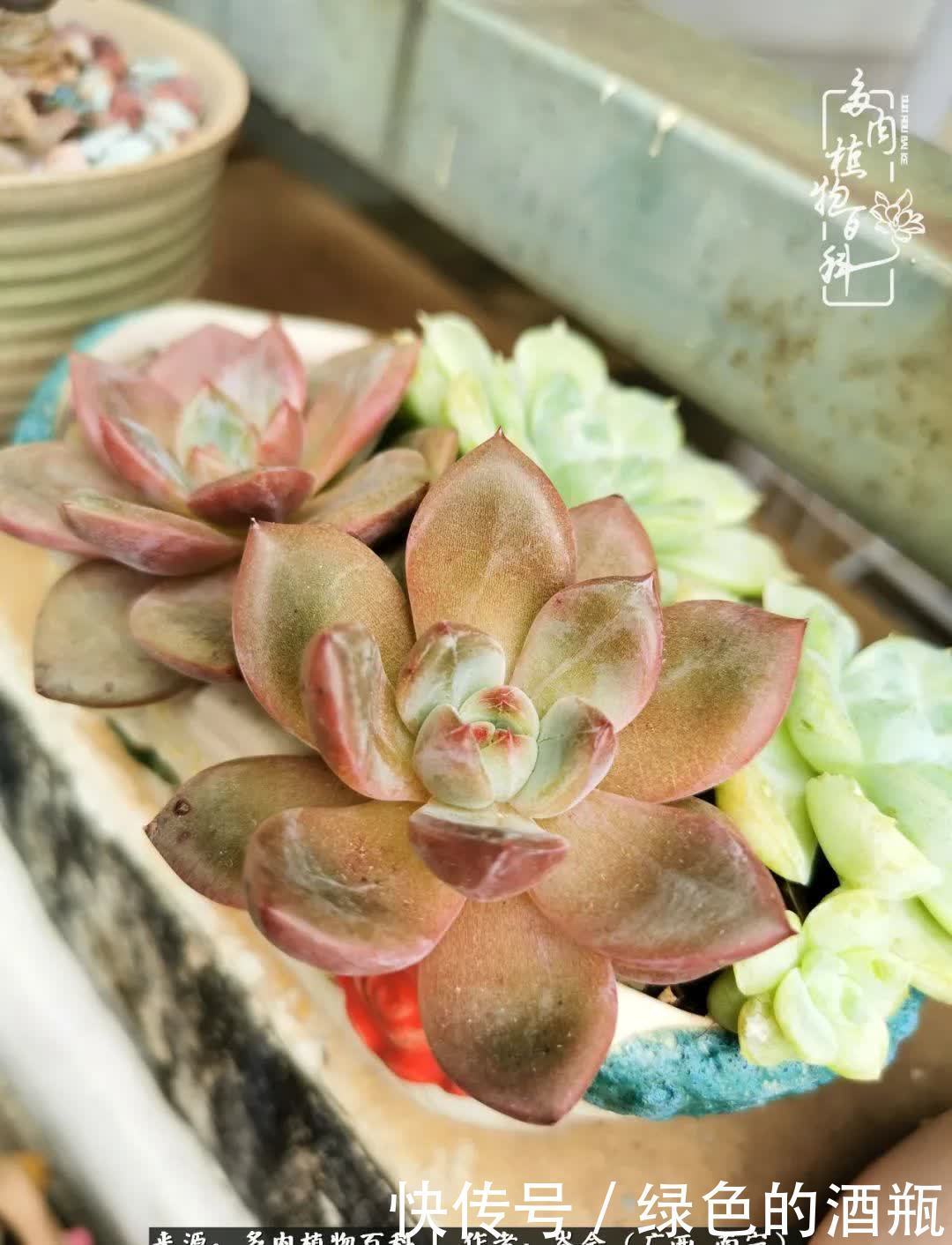 无关利益,不计得失,多肉给了我不一样的感受温暖的方式