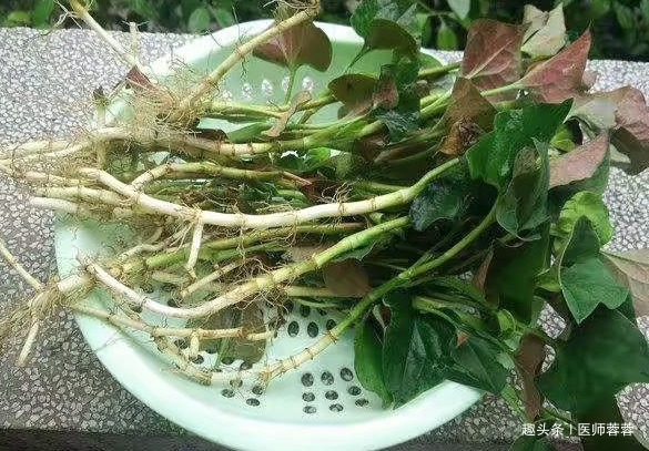 好处|鱼腥草有什么功效让我们来一起了解一下它到底有什么好处吧！