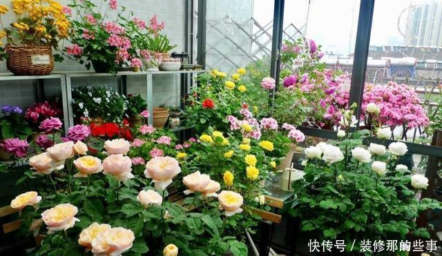 花苞|月季花上的花苞少的可怜,做好施肥三部曲,满树花苞回报你