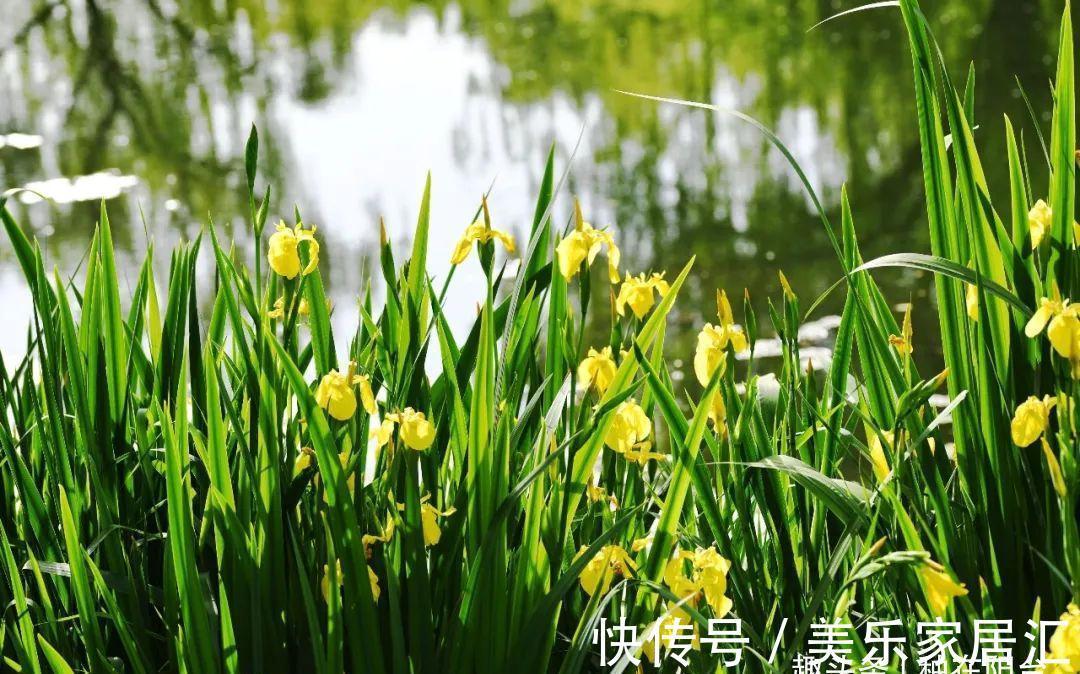 鸢尾类|喜欢生长在水边的黄菖蒲,开着奇妙的花,暗藏传粉的“招”!