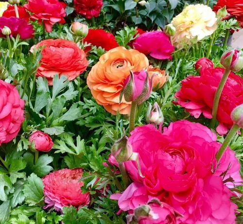 被名字耽误的8种花,好养好看开花惊艳,你最喜欢哪种?