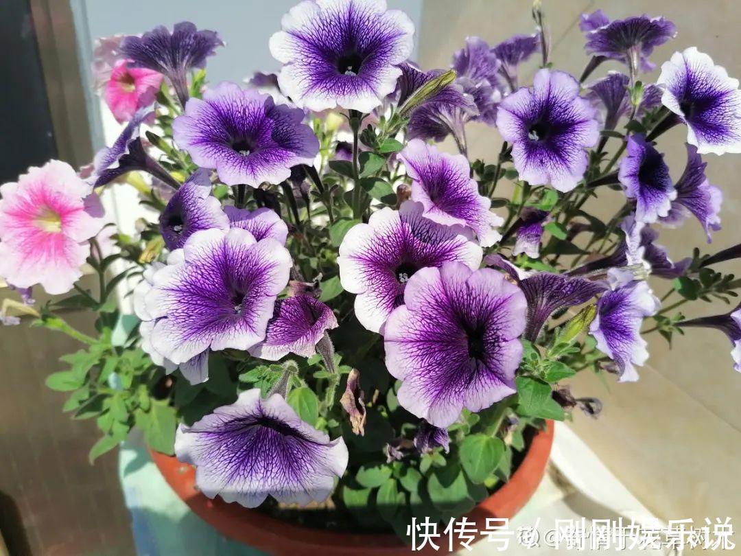 抗病、不招虫的天竺葵,屋里养一盆,开花一茬接一茬