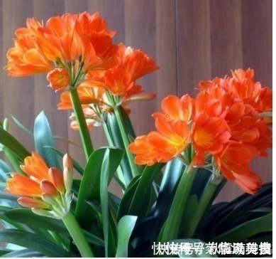 君子兰君子兰|“3种花”不要随便送人,多养几盆在家,不仅旺宅还招财!