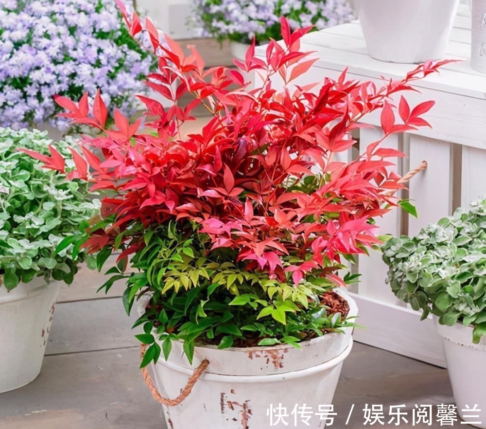 养护|苏派盆景极具名气,这6种盆景做法精妙、极具自然之感,价值高