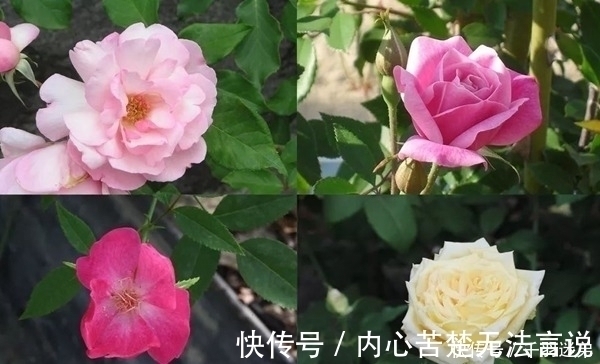婆婆养月季只选一种，好养抗性强，关键“爱”开花，比养欧月实在