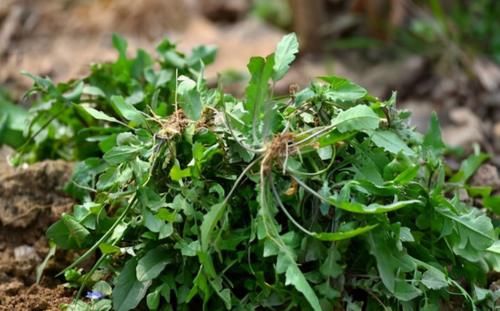 美白|40岁女性秋天养生坚持吃3种食物,美白护肤,延缓衰老,年轻10岁