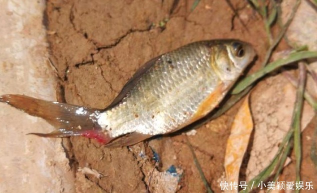 钓鱼|农村小河沟中钓起一条这样的鱼, 我赶紧收杆离开这一水域