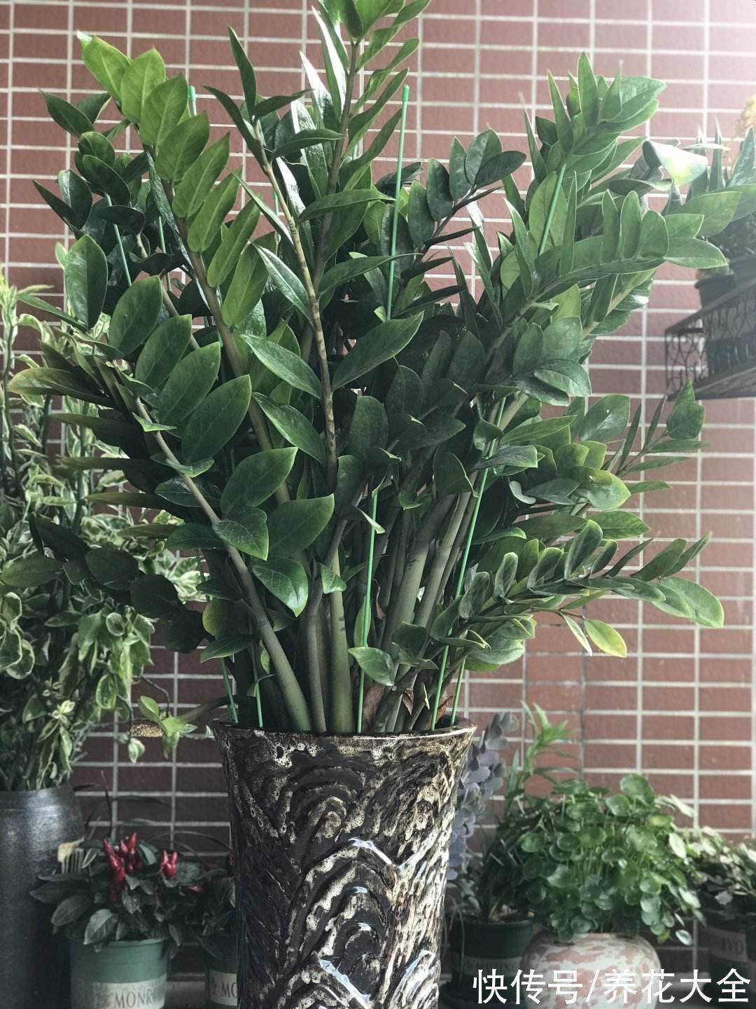 花卉|15种“阴性”花,家里没光适合养,光太强反而长不好