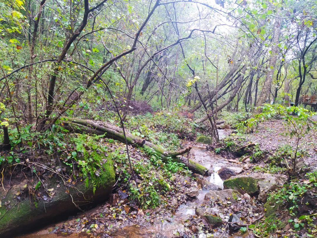 朱雀山|吉林市这座山怪石嶙峋、险峻陡峭，很多外地游客都来打卡