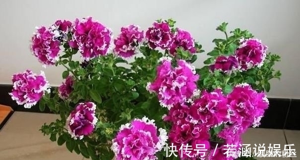 高颜值|4种“高颜值花”,华贵漂亮,花开富贵、第一种已经被迷住了!