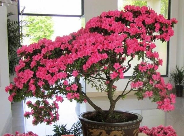 3种漂亮花,再“喜欢”也别贸然买,太难养,一般人根本养不活