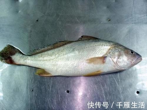 鱼肉|喜欢吃鱼的人,这5种鱼劝你别多吃,肉中很可能含有毒素要小心
