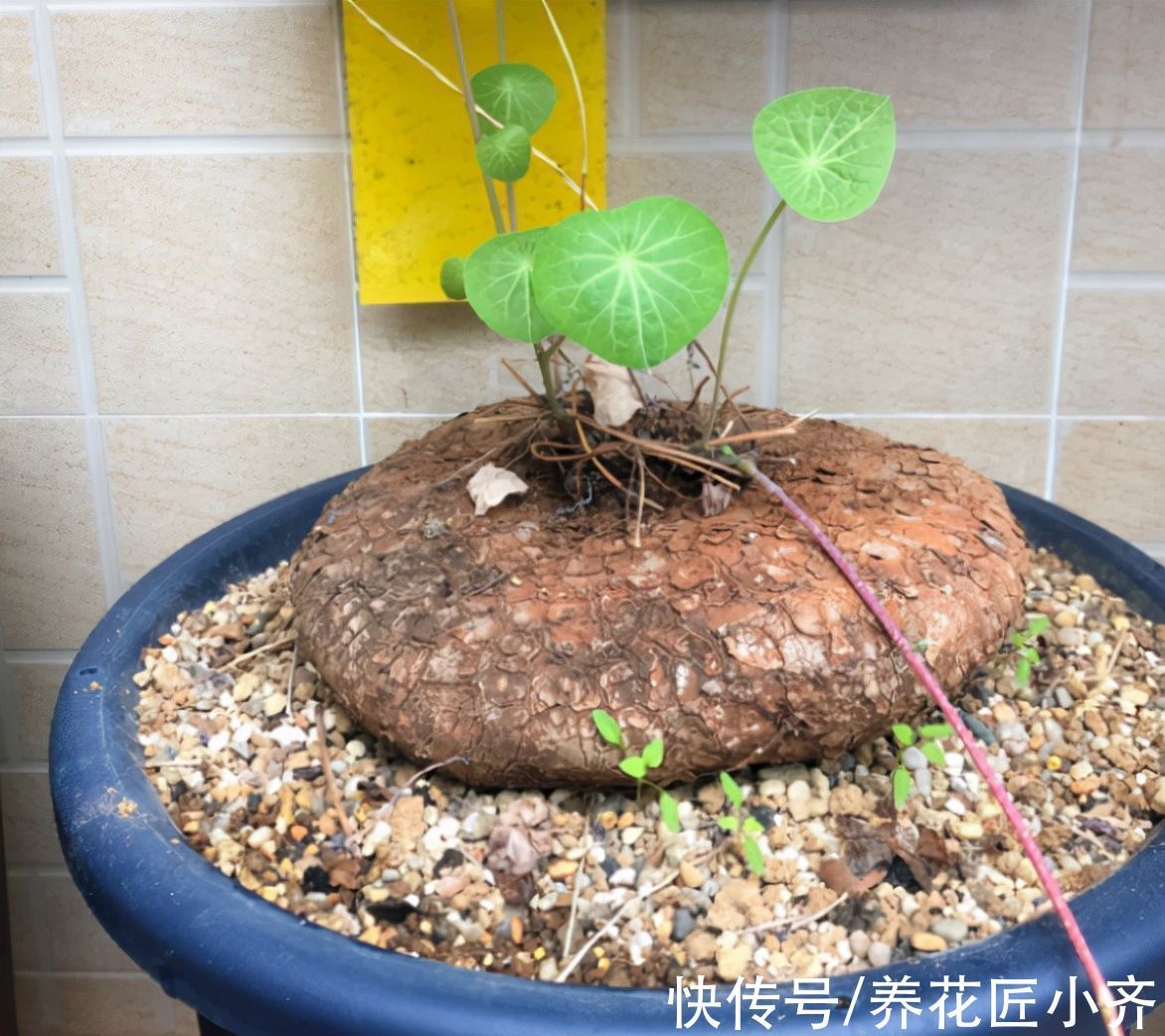 养花不要认为很难，只要记住“五个字”，养啥都能养好