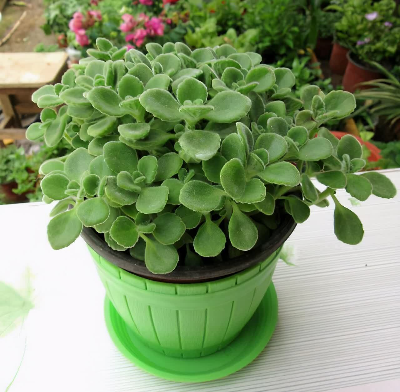 自带“体香”的盆栽,家里养一盆,四处清香,好吃又好养