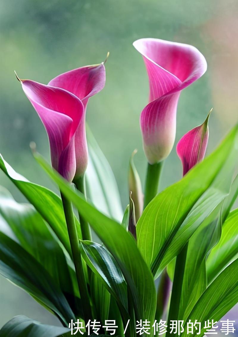 婚礼现场需要花草点缀,6种寓意好唯美的花,送给你