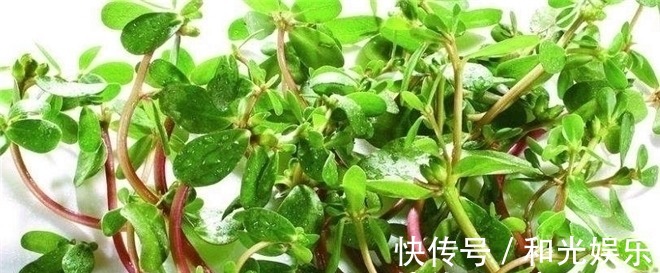 营养价值|3种野菜清肝明目效果好，营养价值高，天然解毒，让身体减负担！