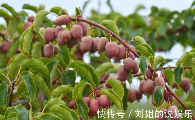 癌症|水果界的新宠,不仅口味鲜甜,营养丰富,更具药用价值,来了解下