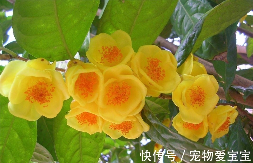 正在“灭绝”的稀有茶花,花大如盆,满园飘香,食用观赏两不误