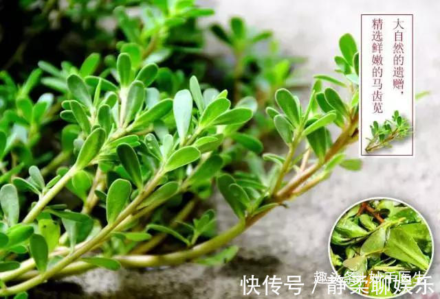 香椿|蒲公英、香椿、榆树钱、白蒿……一种野菜治一种病