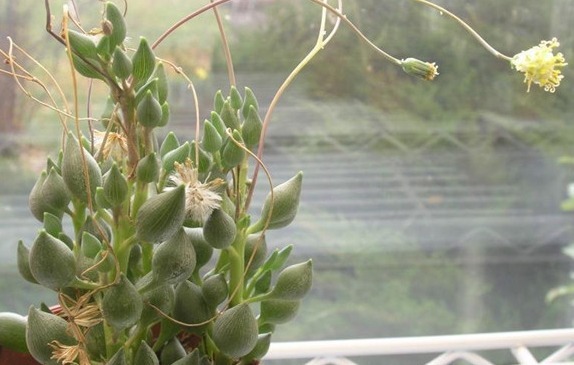 名字好听,长得又好看的多肉—锦上珠,水滴状叶子太好看