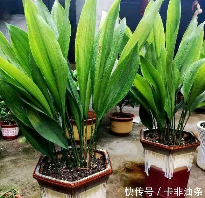 4种“耐阴花”,放客厅阳台都可以养,枝叶繁茂花色艳丽