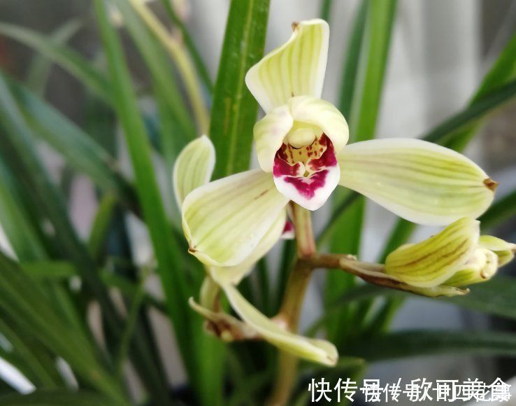 蕙兰|这花公认难养,冬天室内要注意,放外面冻20天,开花多又香