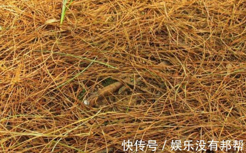 松针土|养花学会自己配土,省钱而且更肥沃,不论种什么花都能养得好