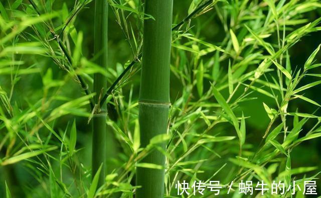 搬家|老话说竹子开花，马上搬家，竹子开花为什么要搬家，确有道理