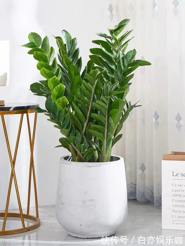 客厅|客厅养花就选这六种,寿命长、寓意好,省心又好养,你家养了几种