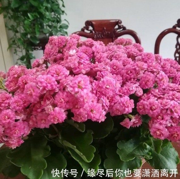 长寿花九月给它“贴秋膘”,十月就能开满花,持续开花200天