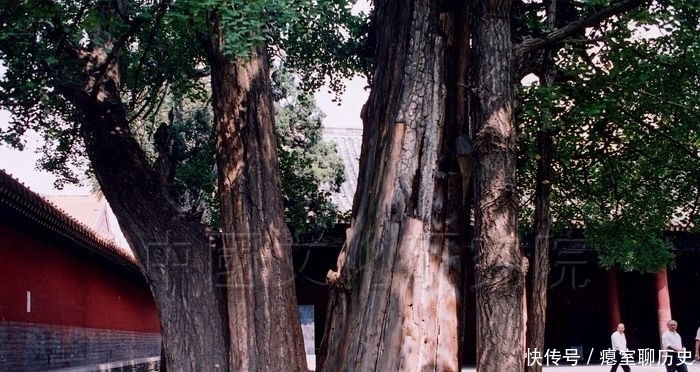 五奇|孔府有哪五奇