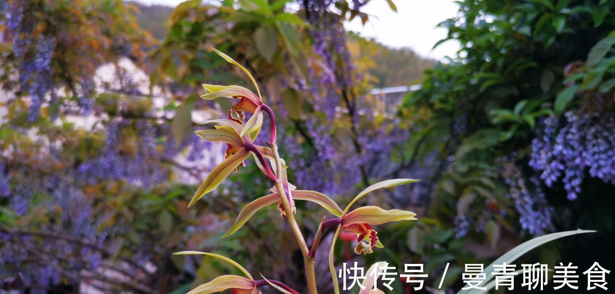 种活兰花不难，养好兰花却不易，十分钟读懂兰花该如何养护