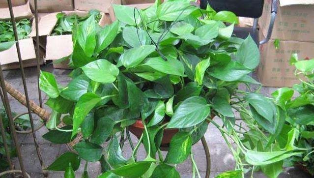 绿萝也要补营养,浇水的时候加一点,叶子不黄有精神!