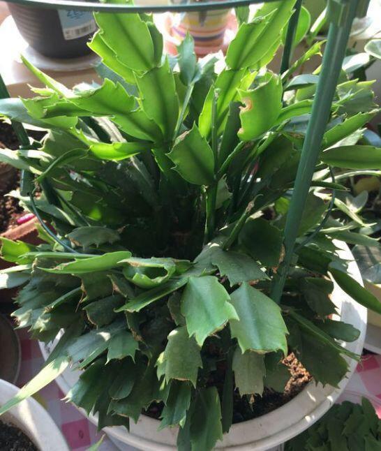 花朵|秋季养“蟹爪兰”,10天浇1碗肥水,开花多3倍,花朵大、花色艳