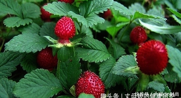  蛇莓|提个醒：在路边遇到这种野果，一定要摘回家，现在了解还不迟