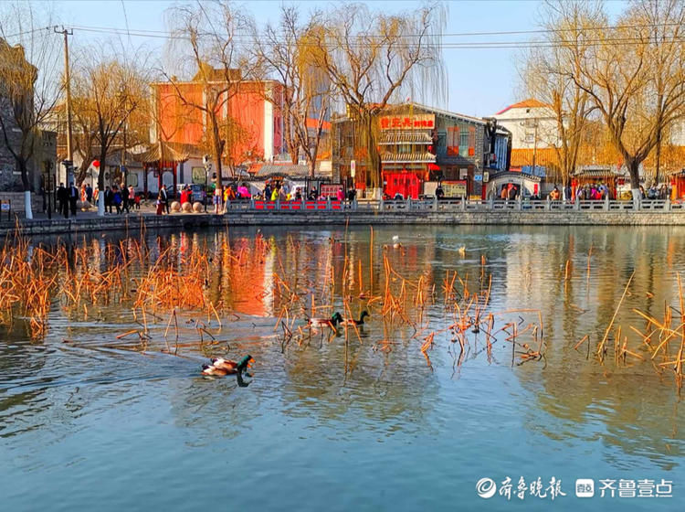 济南百花洲的春天来啦，鸭子、天鹅水中畅游|就地过年?春在身边| 济南百花洲的春天来啦，鸭子、天鹅水中畅游\＂,\＂i12\＂:\＂就地过年?春在身边