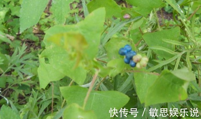 杂草|因全身长满刺常被忽视,却是治病良药,若长在你家路旁别当杂草