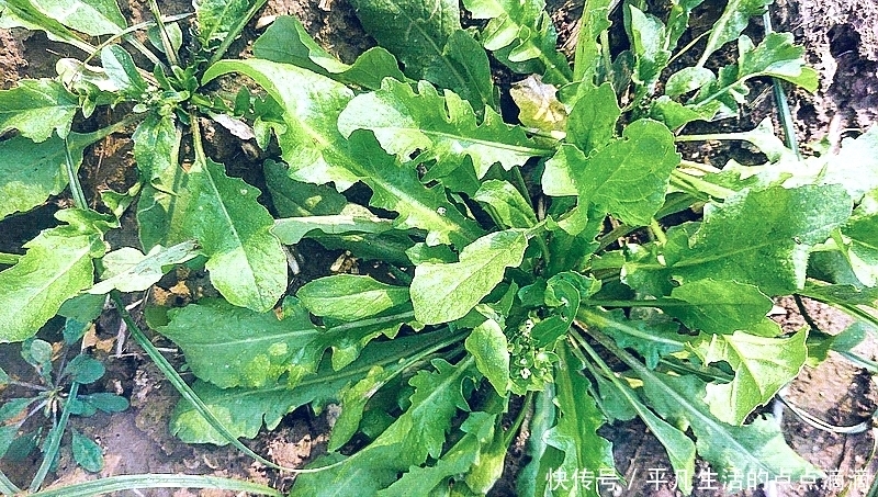  这种野菜比荠菜香多了，人称“油勺子”，包饺子小孩子爱吃