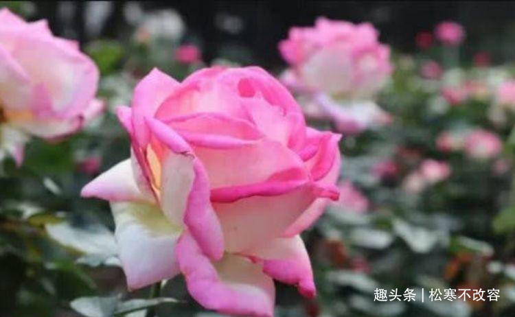 花卉|喜欢养花,不如养此款花,不闻不问,花卉烂漫迷人