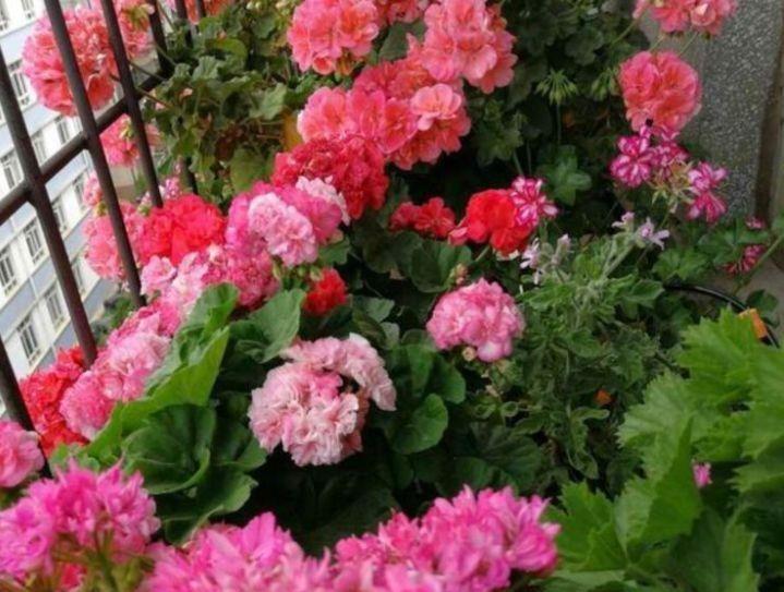 繁花似锦|几款植物娇小不占地,开花繁花似锦,阳台变成小花园