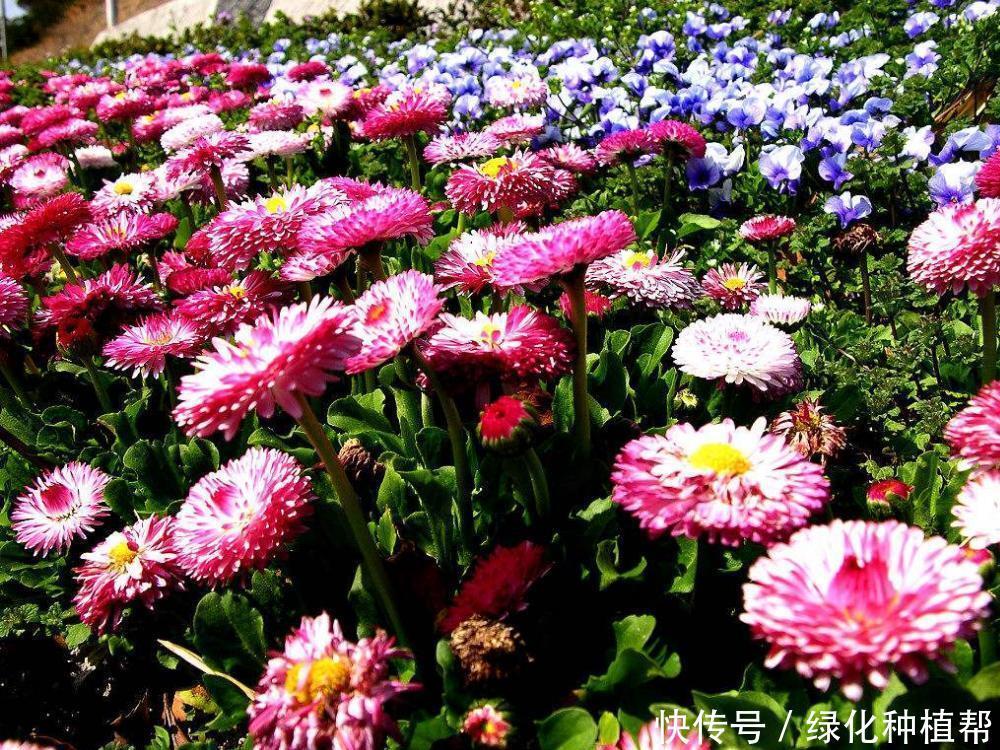 麦秆菊:美容养颜效果好,是自然界恩赐的天然“工艺品”