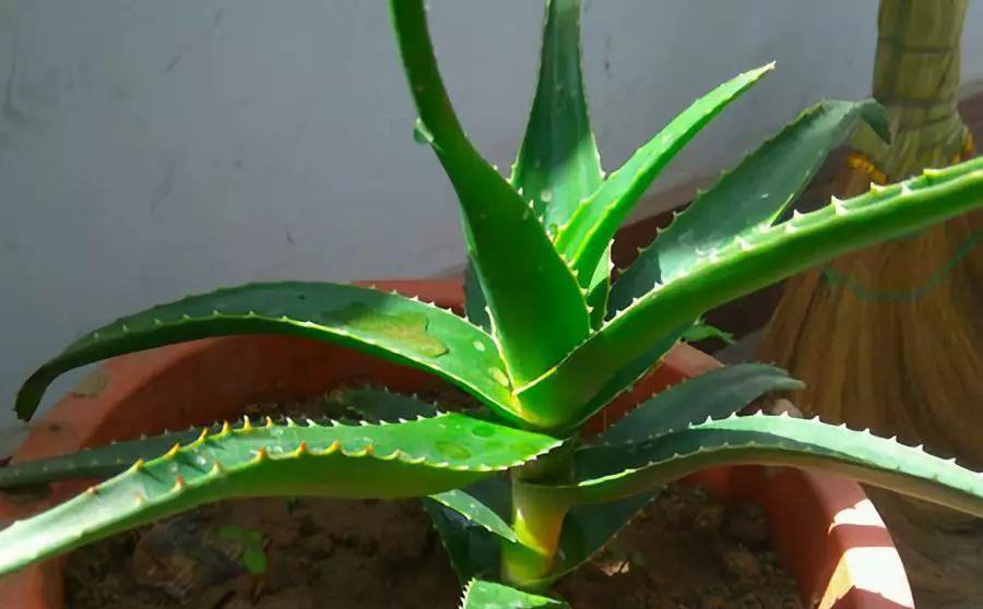 养芦荟记住以下7点，叶片翠绿肥厚，一年养爆盆