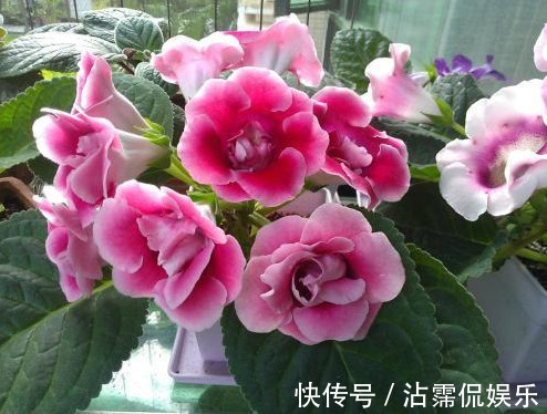 太阳花|5种花是爆盆能手,好养易活,懒人新手都能养好,美不胜收!